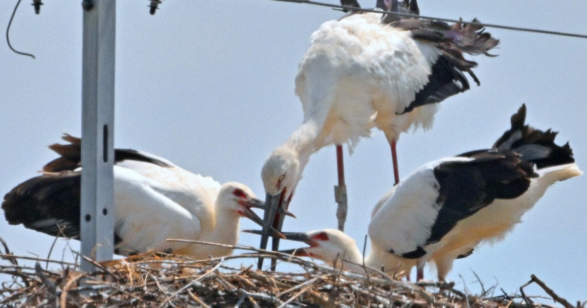 コウノトリ、佐賀で3年連続繁殖　過酷な環境生き抜き2羽が巣立ち