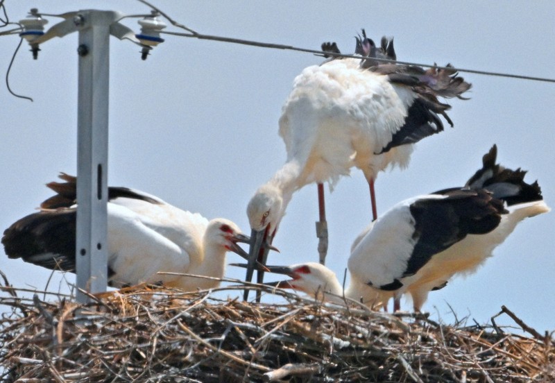 コウノトリ、佐賀で3年連続繁殖 過酷な環境生き抜き2羽が巣立ち | 毎日新聞