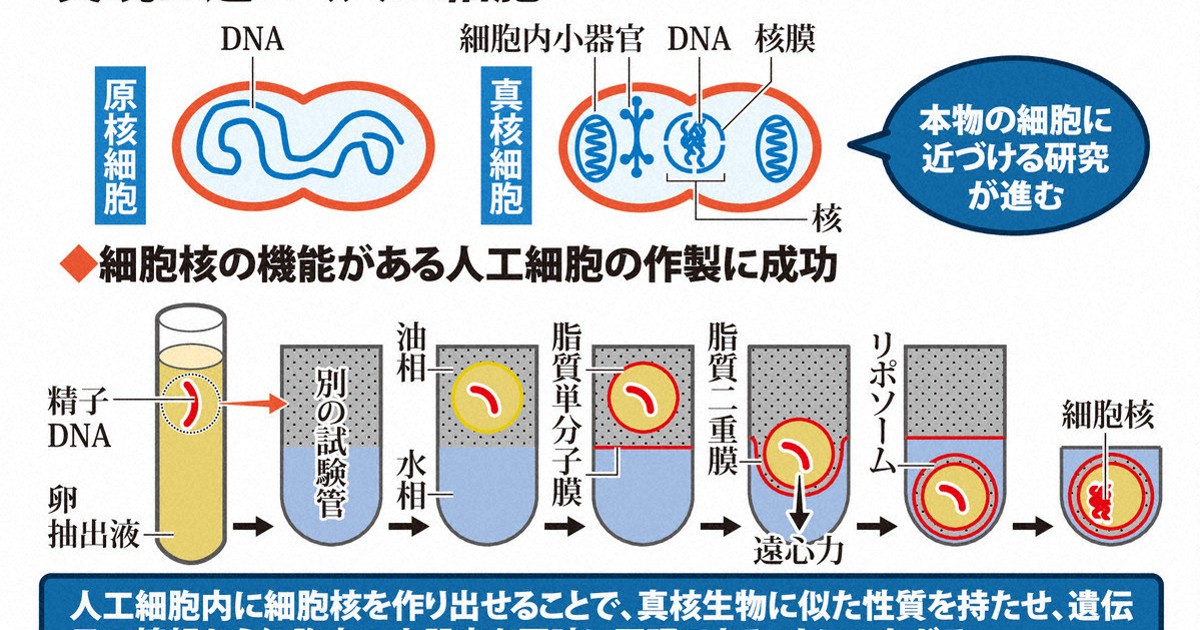 科学の森：人工細胞、実現へ前進 地球にない新たんぱく質できる
