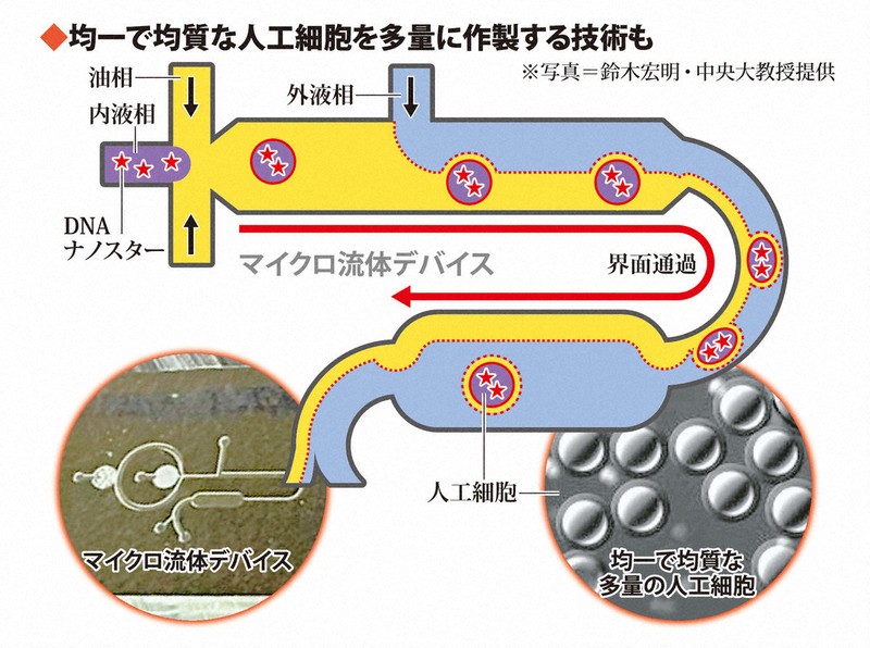 科学の森：人工細胞、実現へ前進 地球にない新たんぱく質できる