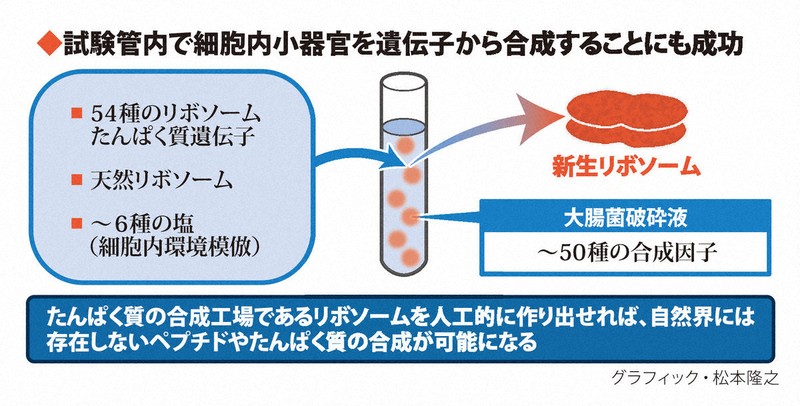 地球上に存在しないたんぱく質も生み出せる? 実現近づく人工細胞