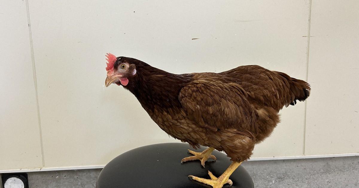 Japan researchers develop method to identify aggressive chickens that bully fellow birds