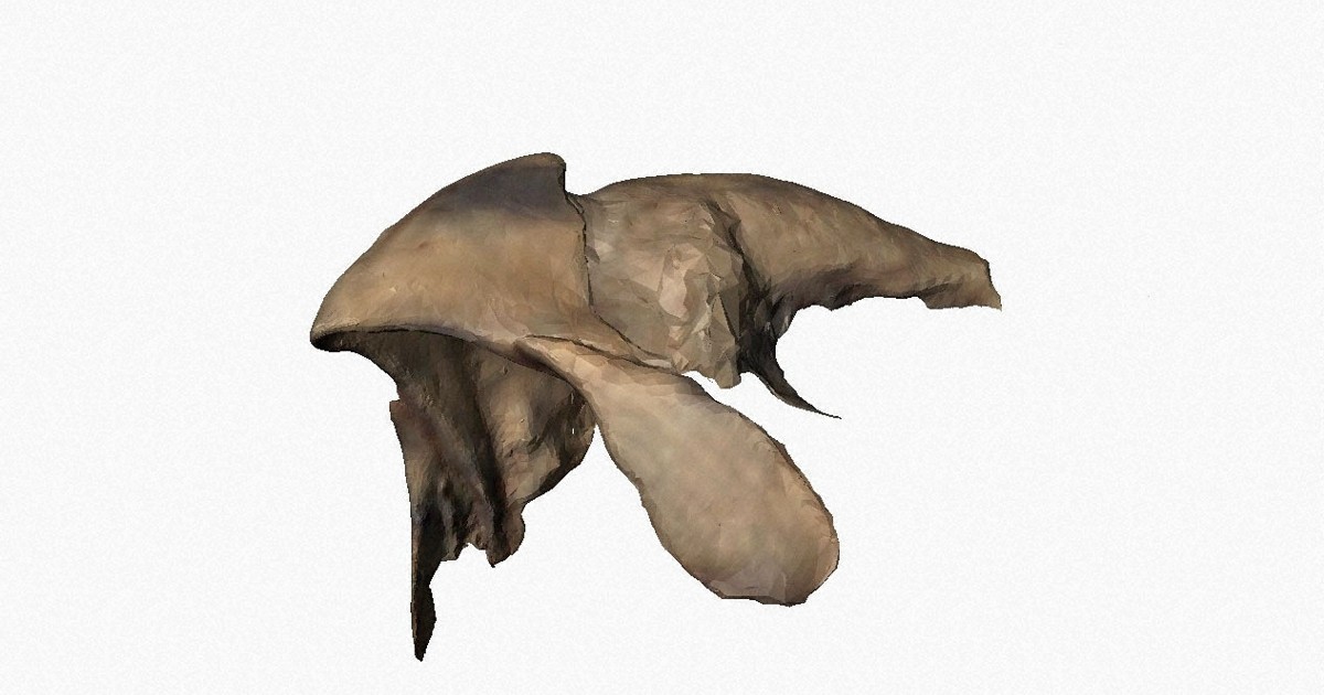 Japan researchers find squid dominated ancient Cretaceous period seas