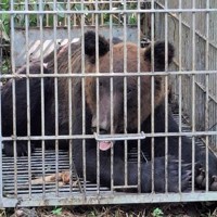 8月18日に北海道砂川市内の箱わなにかかったヒグマ＝北海道猟友会砂川支部提供