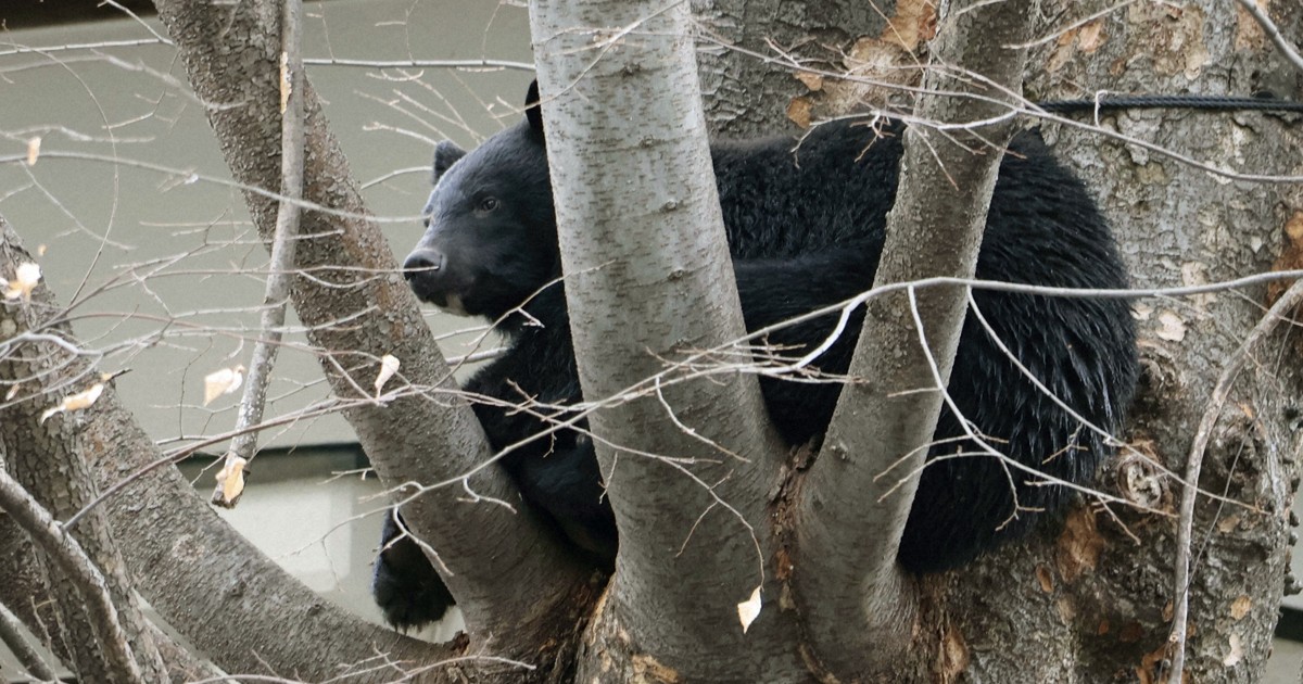 Japan\'s eased rules on bear shootings in populated areas go into effect - The Mainichi