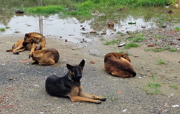 24色のペン：「すべての野良犬収容を」司法判断が火をつけた論争＝松本