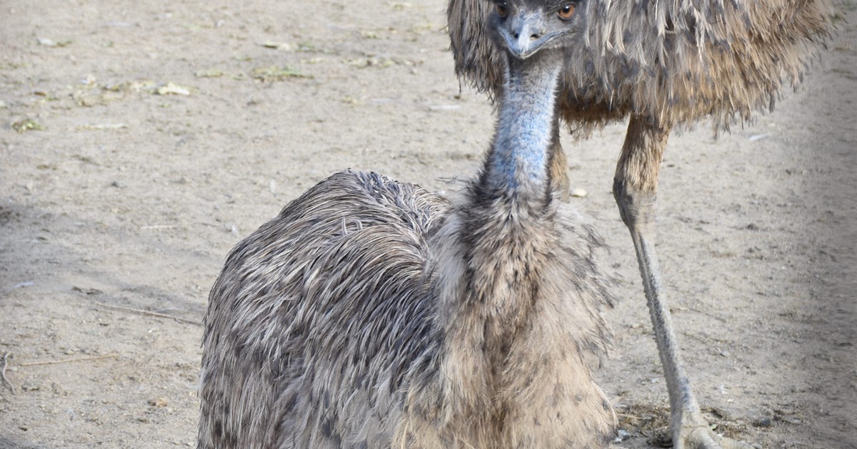 Emu on the loose in east Japan city; police urge caution