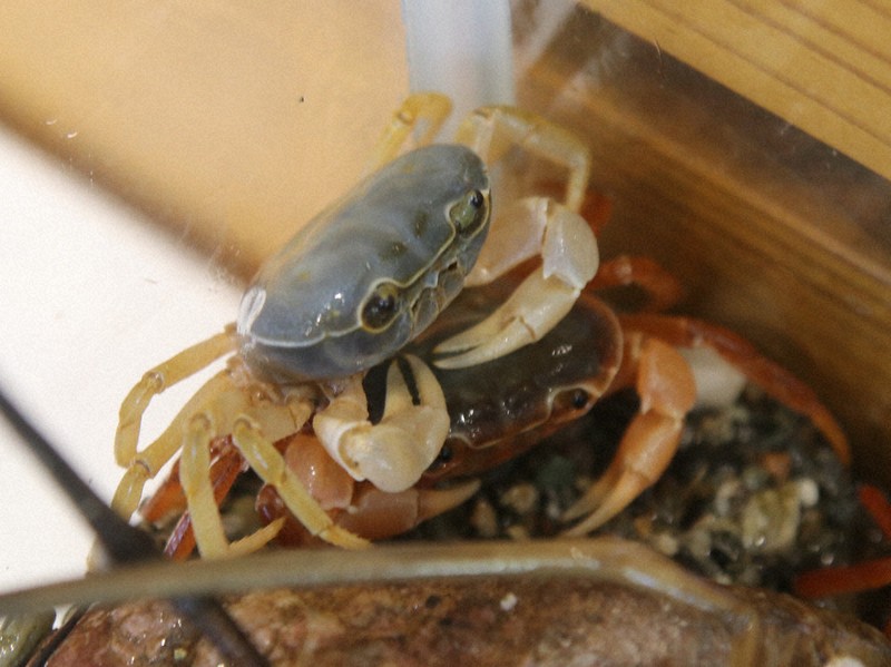 よく見るとたしカニ違う… サワガニ全5集団、大集合 研究成果基に自然博