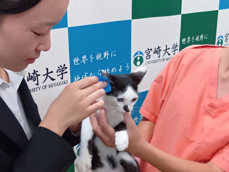 猫の皮脂で感染症ウイルス検出に成功 人にもメリット 宮崎大など