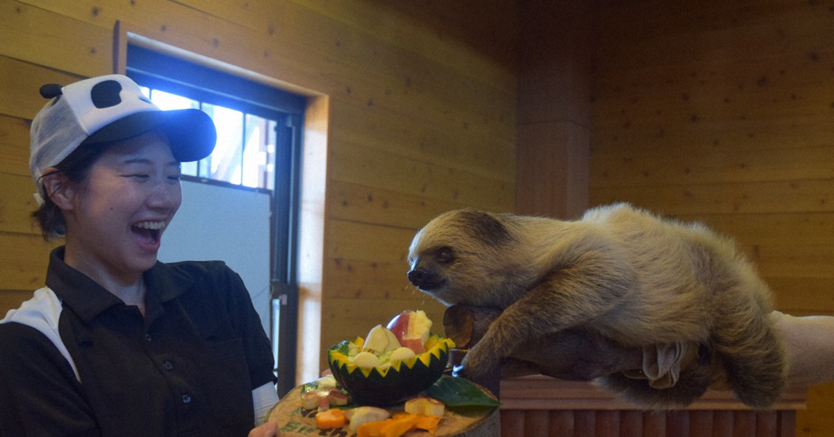 Easy Japanese news in translation: Sloth celebrates 1st birthday at Wakayama Prefecture zoo