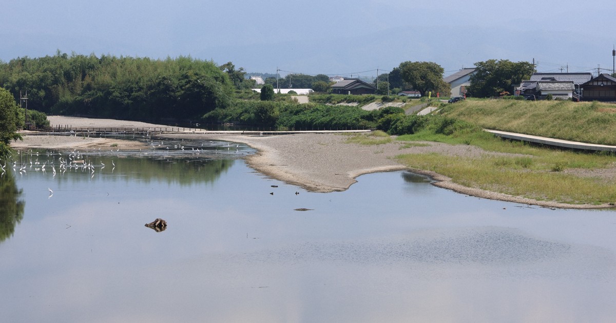 埋め尽くすほどのサギはどこへ…　風物詩の風景なぜ一変?　滋賀