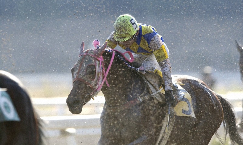 デビュー以来113連敗 ハルウララ旅立つ [写真特集1/12] | 毎日新聞