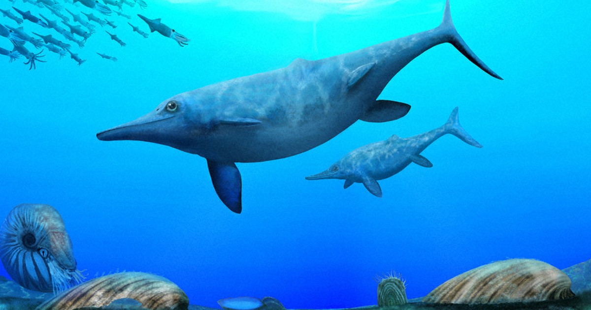 魚竜」化石、偶然発見 30年前から収蔵・展示岩石 加藤・岡山理大教授