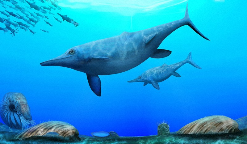 魚竜」化石、偶然発見 30年前から収蔵・展示岩石 加藤・岡山理大教授