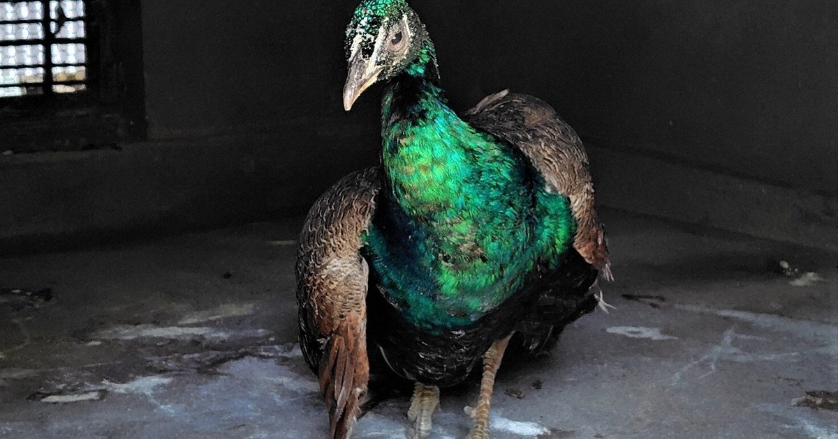 インド製　24金箔　孔雀額 インド製 24金箔 孔雀額 天金加工（三方金） | 同人誌 印刷 特殊加工