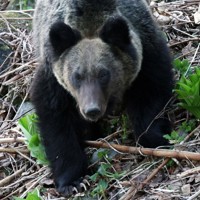 クマ対応は駆除中心 6割が回答も…にじんだ悩み 毎日新聞世論調査 [写真