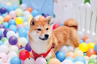 ペット向け施設で遊ぶ柴犬 （新華社／共同）