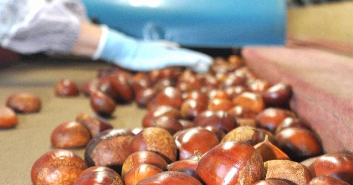 Easy Japanese news in translation: Harvest season for chestnuts in Miyazaki Prefecture