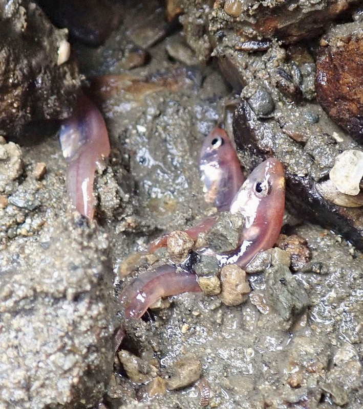 被災の干潟に「幻」の魚 クダリボウズギス 体長5センチ、透き通った