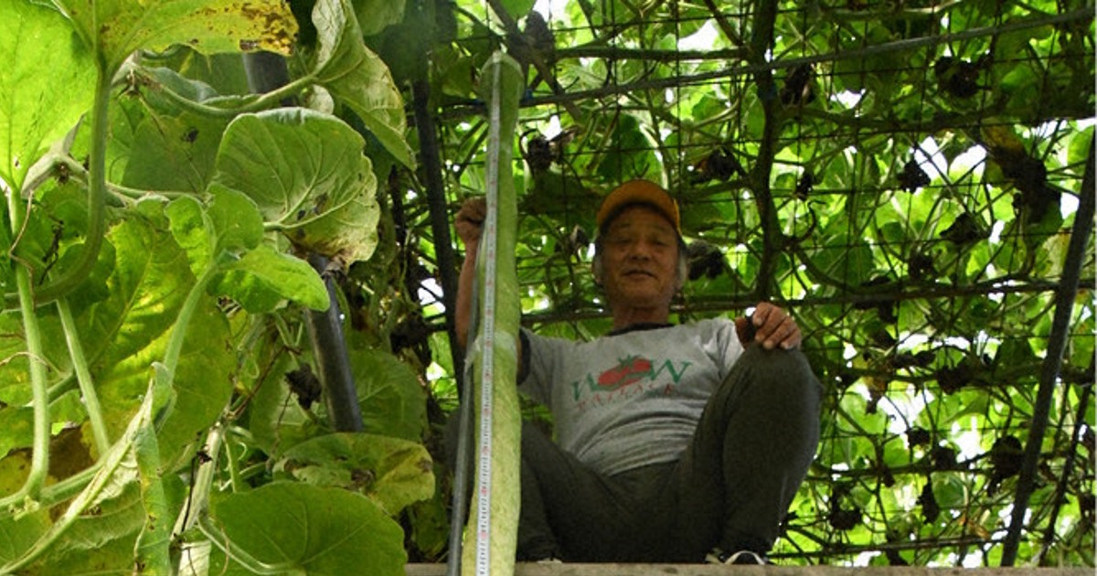 3m超、長～いヒョウタン　栽培歴15年の男性、「日本一」へ手応え