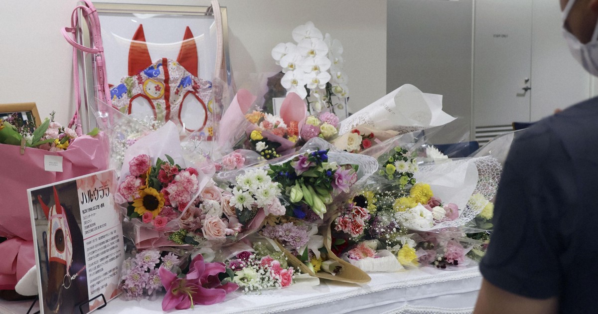 Memorial held for Japanese horse Haru Urara dubbed 'star loser'