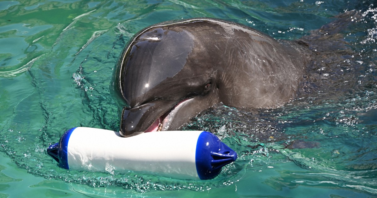 敬老の日、長寿の動物たちにもお祝い 国内最高齢イルカは推定55歳
