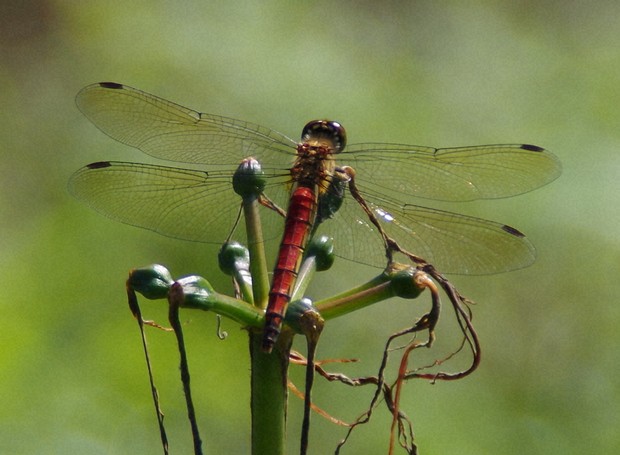 Iconic Japanese red dragonfly in drastic decline, expert warns