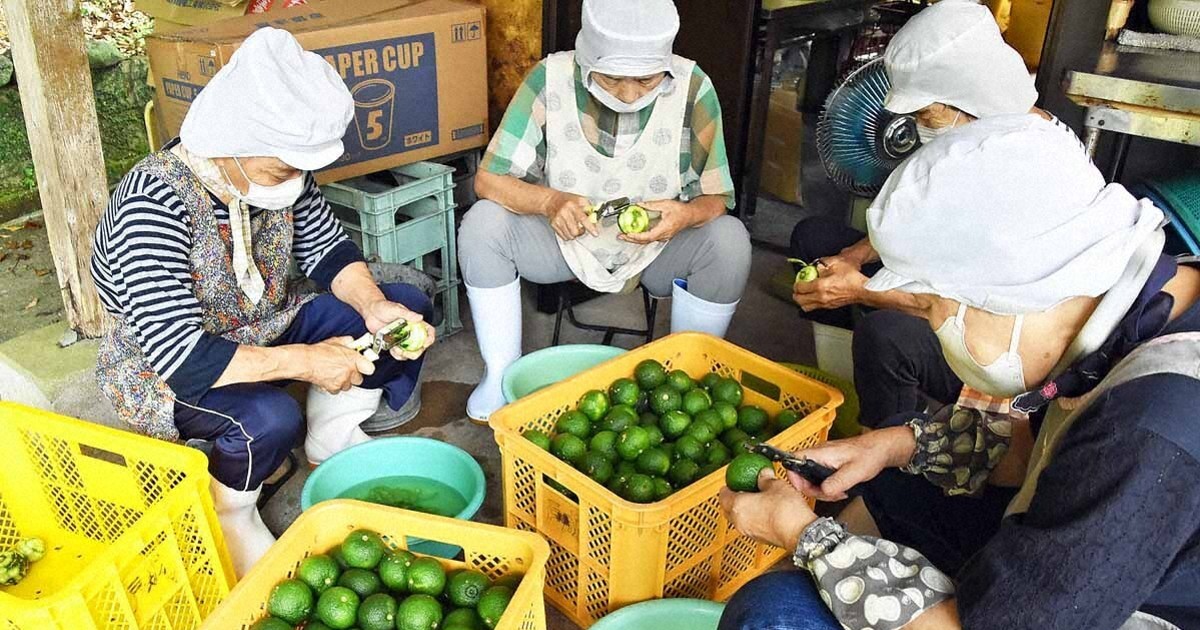 立ちこめる爽やかな香り　福岡・豊前でユズゴショウ作り最盛期