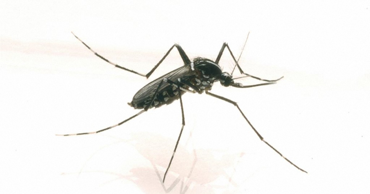 刺されやすいのは夏よりも秋?　蚊が“必死”になる理由