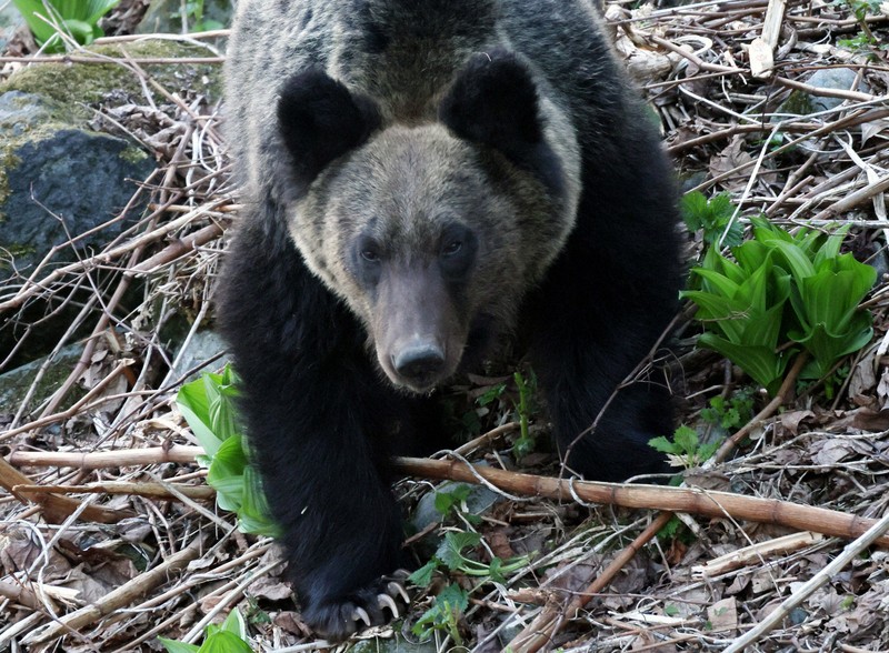 ヒグマが民家に侵入 北海道・三笠 | 毎日新聞