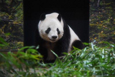室内展示場にいるシャオシャオ＝東京都台東区の上野動物園で2025年9月8日午後1時42分（東京動物園協会提供）