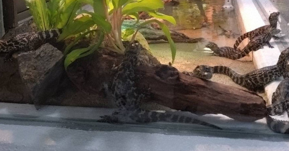 今だけ」愛らしい姿見て ワニの赤ちゃん10匹公開 東伊豆の動植物園