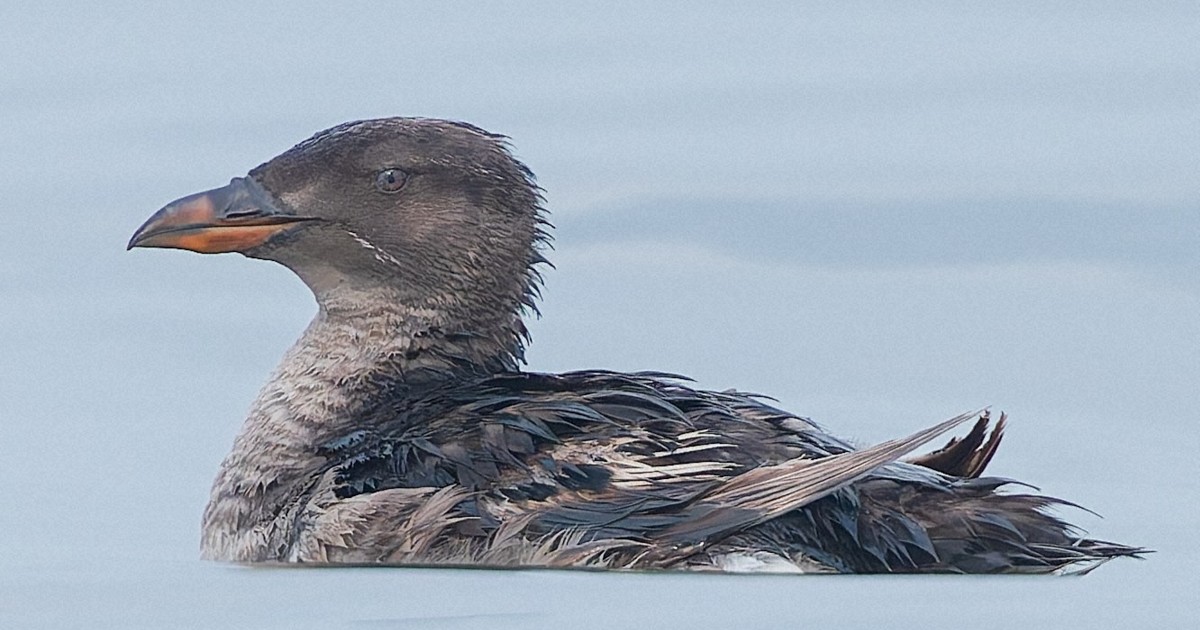 四国の瀬戸内海で海鳥ウトウ、初の観察記録　撮影に成功