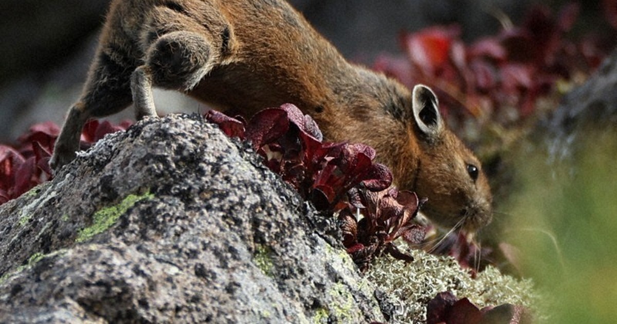 News in Easy English: Japanese pika get ready for winter on Mount Kurodake