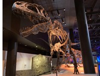 米テキサス州のヒューストン自然科学博物館にあるアクロカントサウルスの展示＝米デポール大学の島田賢舟さん提供