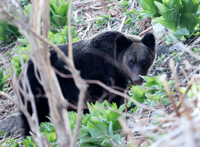 それって本当？－Fact・Check：「クマ鈴がクマを呼ぶ」 「音