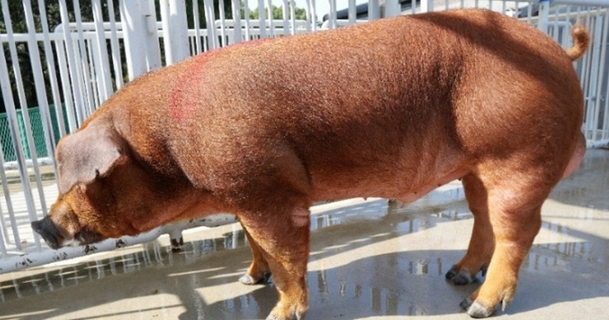 農家要望で脂肪薄く、格付け「上」に 新「三元豚」を開発 愛知 | 毎日新聞