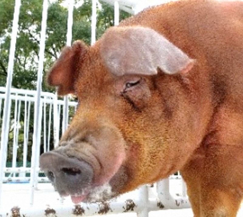 農家要望で脂肪薄く、格付け「上」に 新「三元豚」を開発 愛知 | 毎日新聞