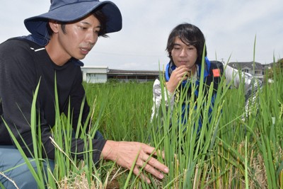 52年來首度納入指定野菜！「不動王者」花椰菜的實力為何？