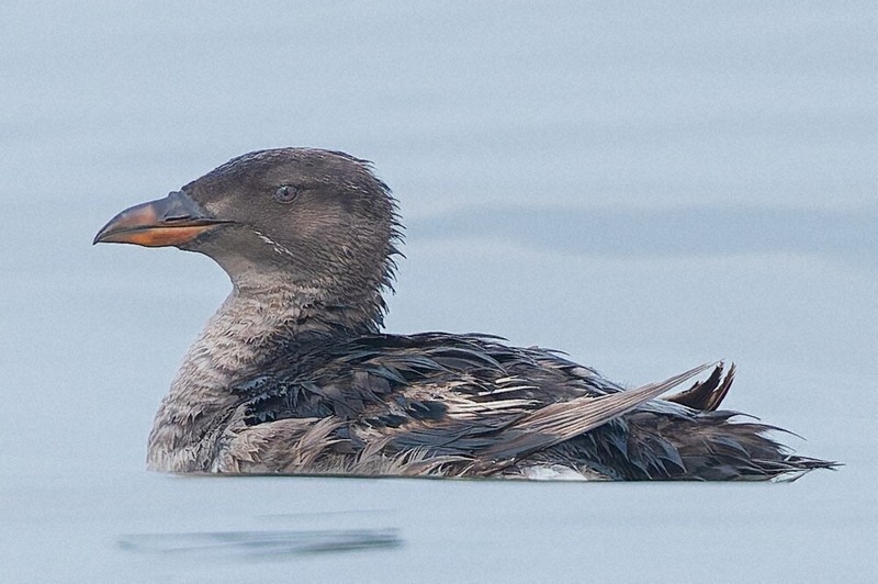 うみのとり 海鳥クッションマスコット クッションマスコット – ネイチャー