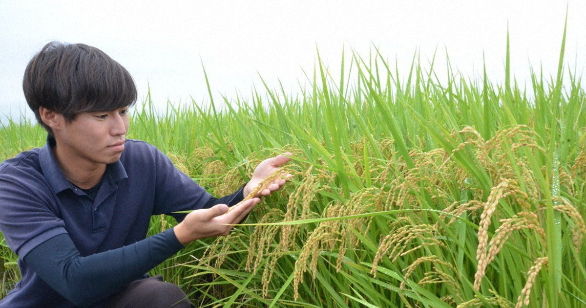 コメ、いま何が：広がる高温耐性米栽培 味と特徴は？ コシヒカリ超えの