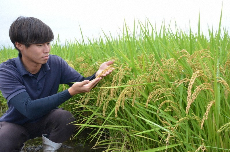 コメ、いま何が：広がる高温耐性米栽培 味と特徴は？ コシヒカリ超えの