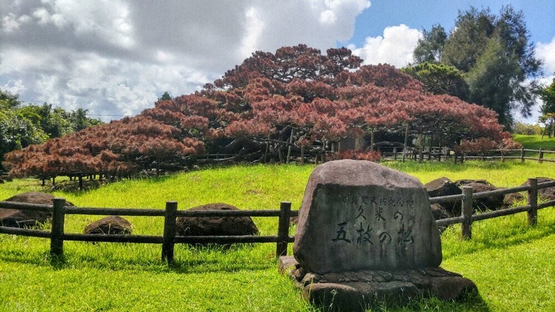 巨樹「五枝のマツ」枯死 沖縄・久米島 松くい虫に襲われ | 毎日新聞