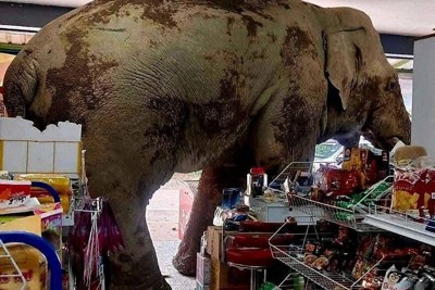店内に入ってきた雄のゾウ「ビャン」。3メートルほどの天井に届くほど大きい＝タイのカオヤイ国立公園の近くで2025年6月2日、カンプロイ・カキャウさん提供