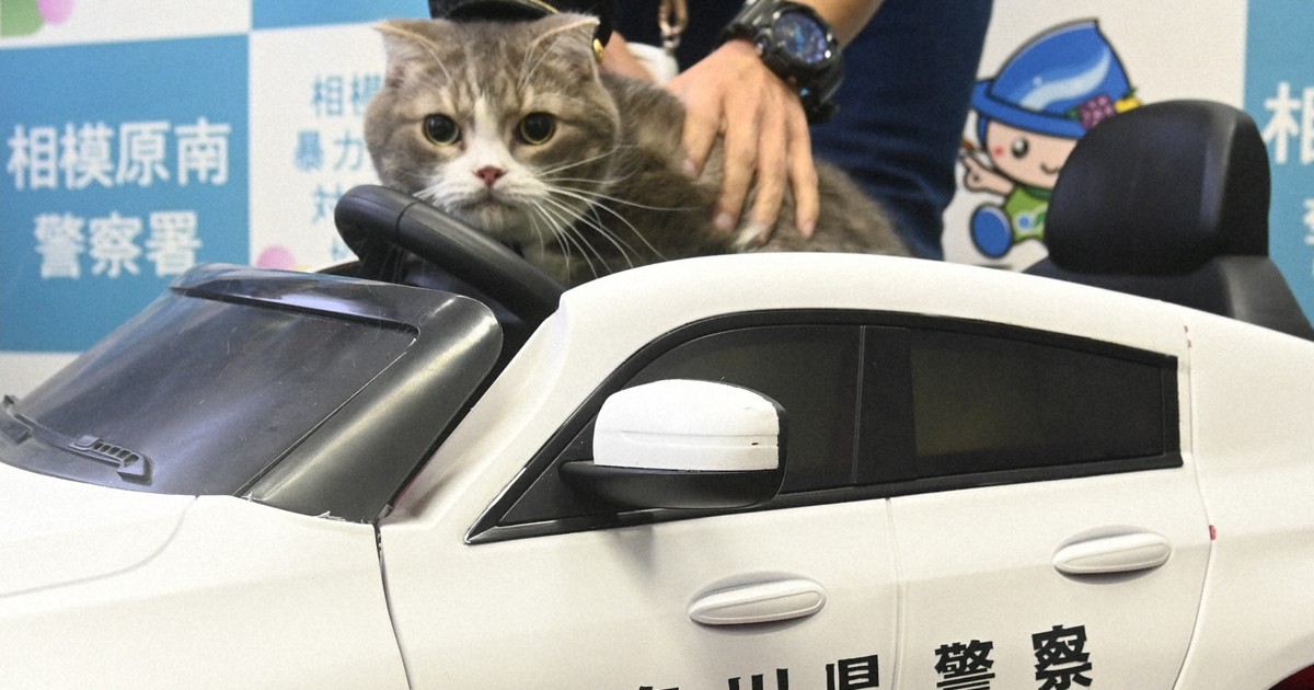 Easy Japanese news in translation: Rescue cat becomes 1-day police chief in Sagamihara