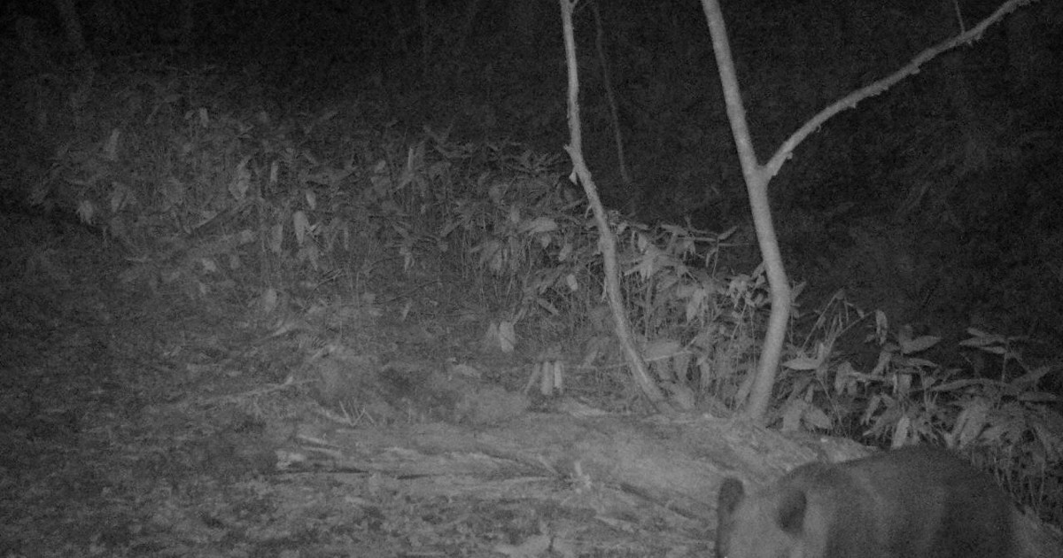 Sapporo urges caution after spate of bear sightings near residential area
