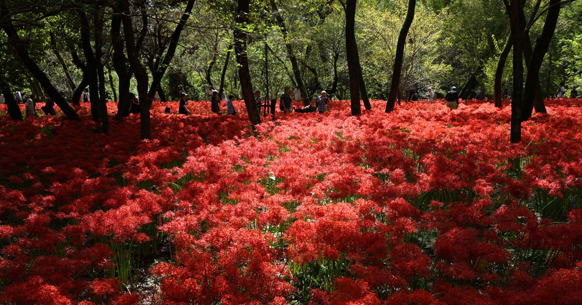 雑木林の地面 真っ赤に 500万本のヒガンバナ 埼玉・日高 | 毎日新聞