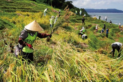 石川県輪島市の白米千枚田での稲刈り =2025年9月15日
