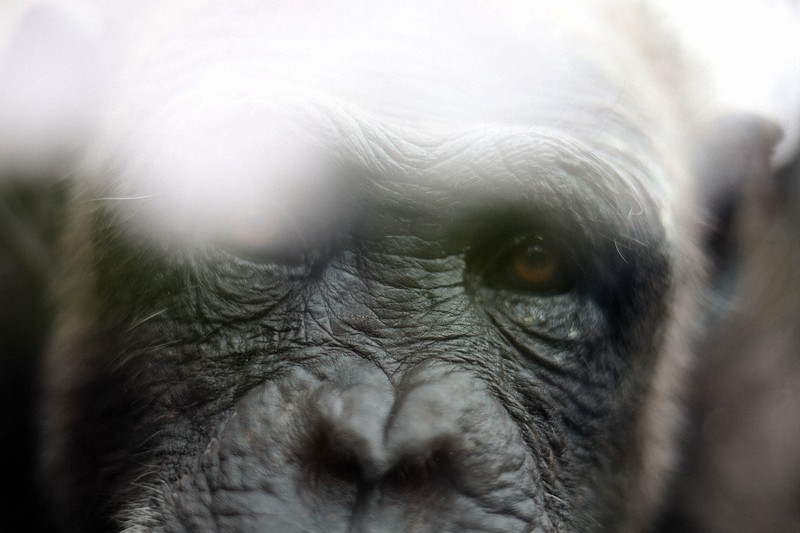 27歳のチンパンジー 引っ越しを迫られた動物園の切実な事情 | 毎日新聞