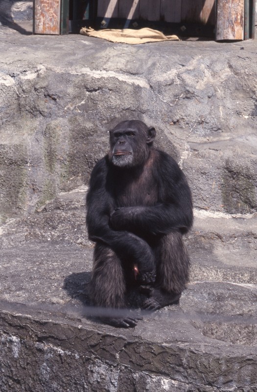 27歳のチンパンジー 引っ越しを迫られた動物園の切実な事情 | 毎日新聞
